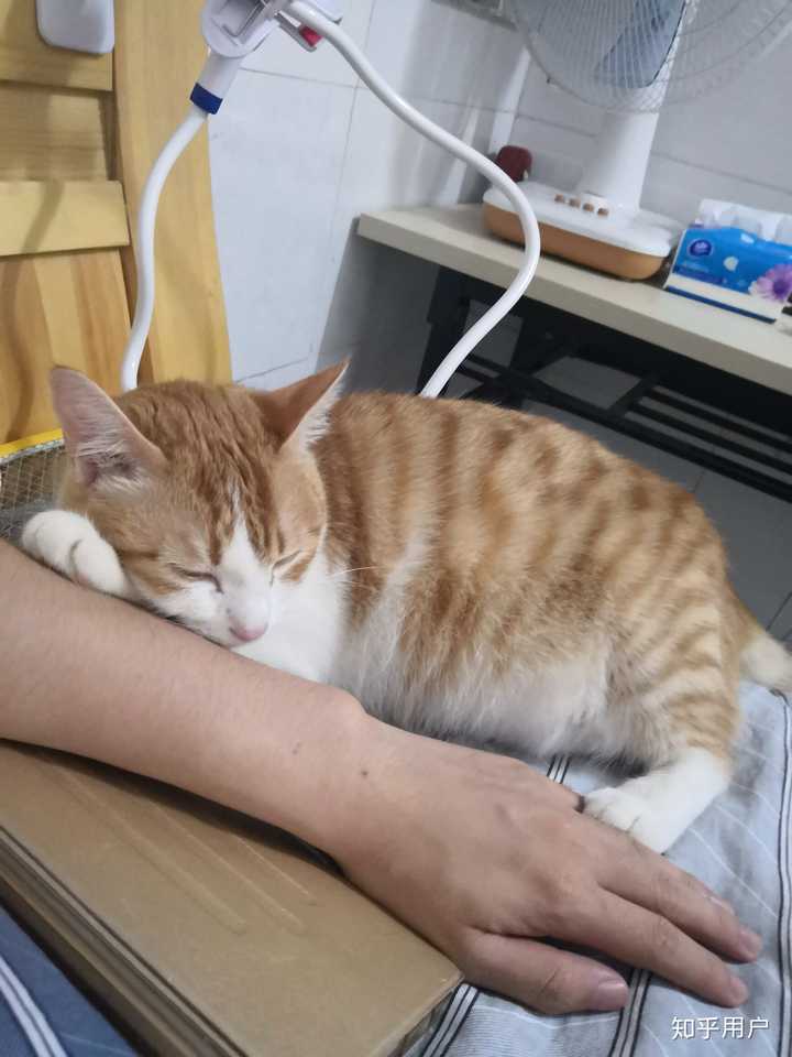 挺真实的,那种猫身体僵硬的感觉…… 我一个快30的男人,醒来就哭,小猫