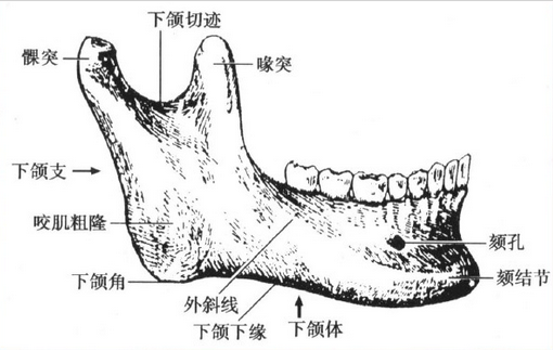 下颌支内侧隆突翻译?torus mandibulars?internal ramus promine?