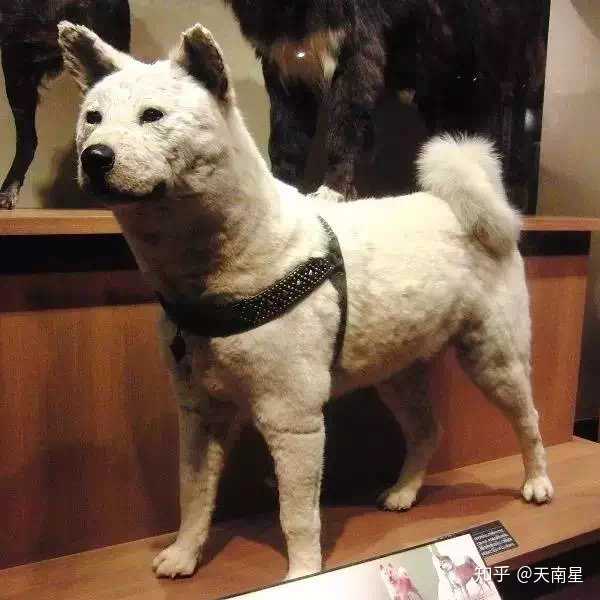 忠犬八公标本