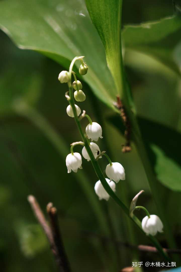 你都如何拍植物?