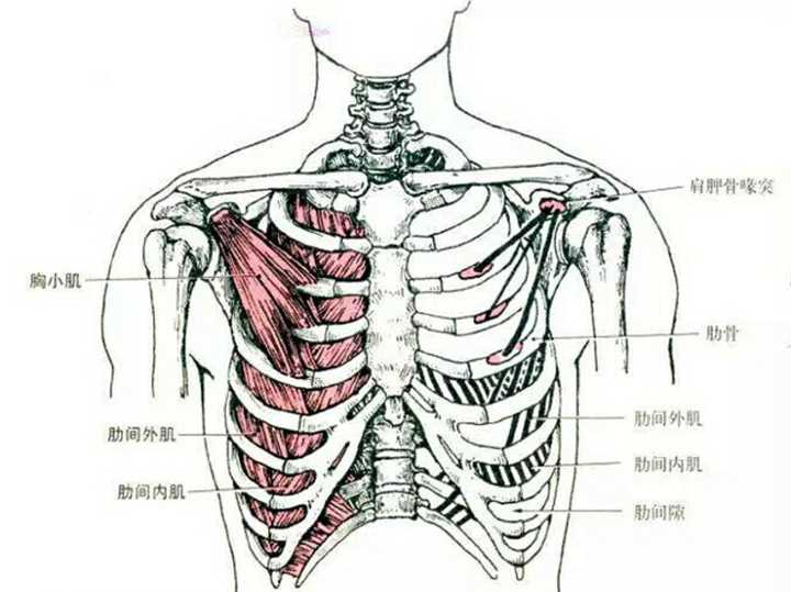 止点:肩胛骨内侧缘和下角前面.