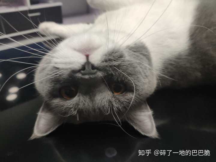 心情不好,可以给我发一些可爱的猫咪图片吗?