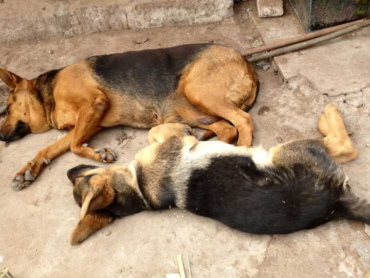 边境牧羊犬,金毛,哈士奇,萨摩耶,拉布拉多这五只一起养,从几岁开始养