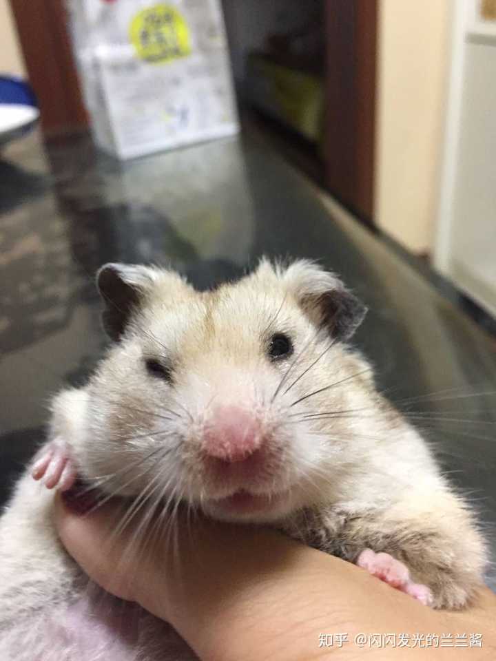 叙利亚仓鼠和其他仓鼠有哪些不同?