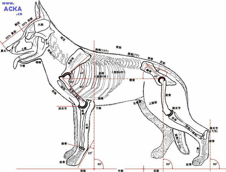 狗狗身体结构是什么样的?