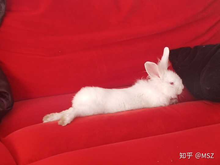 兔子是怎么睡觉的?