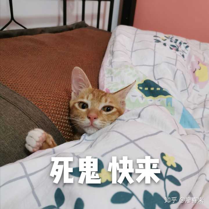 你们家的猫咪会陪你们睡懒觉吗