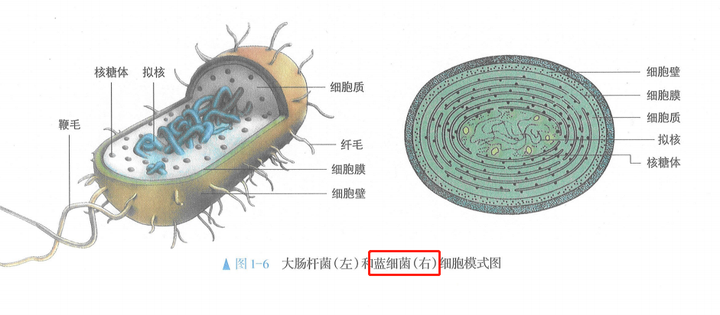 蓝细菌细胞模式图,图片来源[1]
