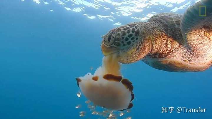 正在捕食水母的海龟