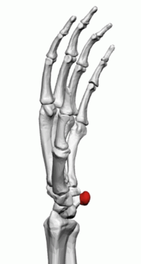 与人类的其他腕骨不同,豌豆骨不参与手腕的活动.