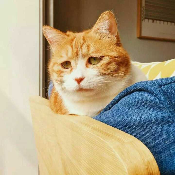 快可怜可怜这只难过的猫吧!