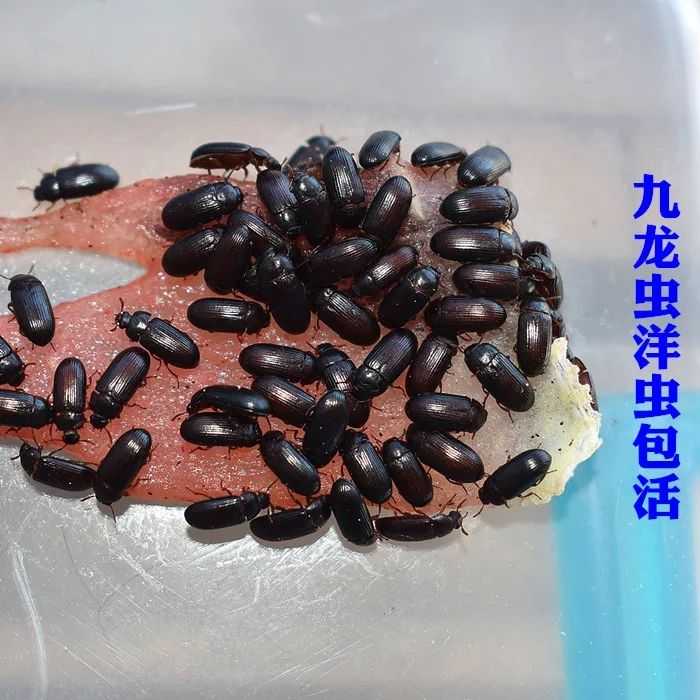 越南巨人蜈蚣. 九龙虫. 洋辣子. 这些都满足你的要求.