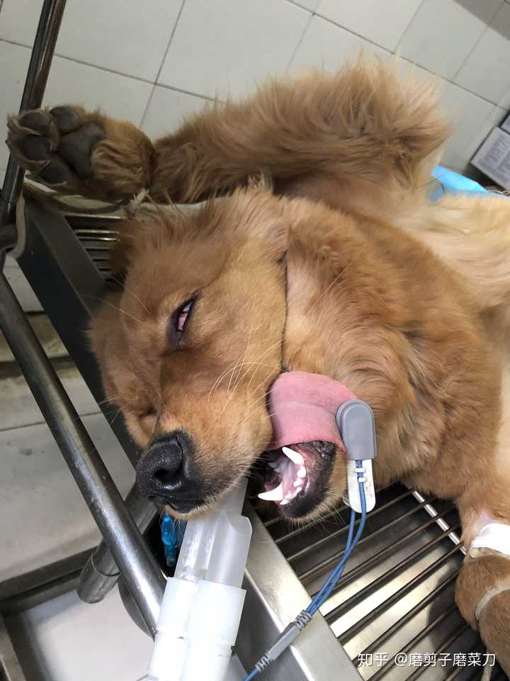 如何看待人们对宠物进行绝育手术?