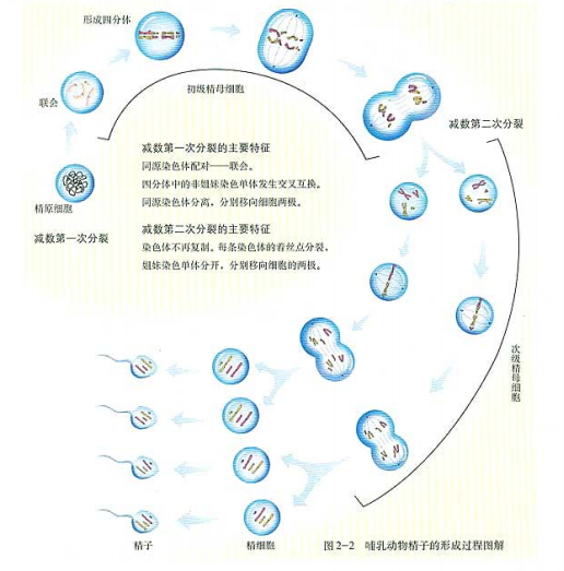 3.生殖细胞 生殖细胞是由减数分裂生的.