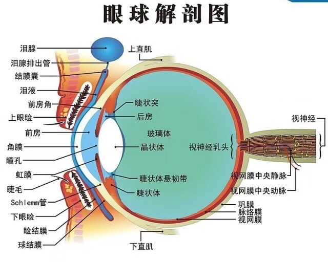 有屈光作用的:泪膜,角膜,房水,晶状体,玻璃体.