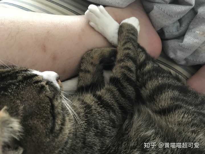 蜷缩在腿里窝着