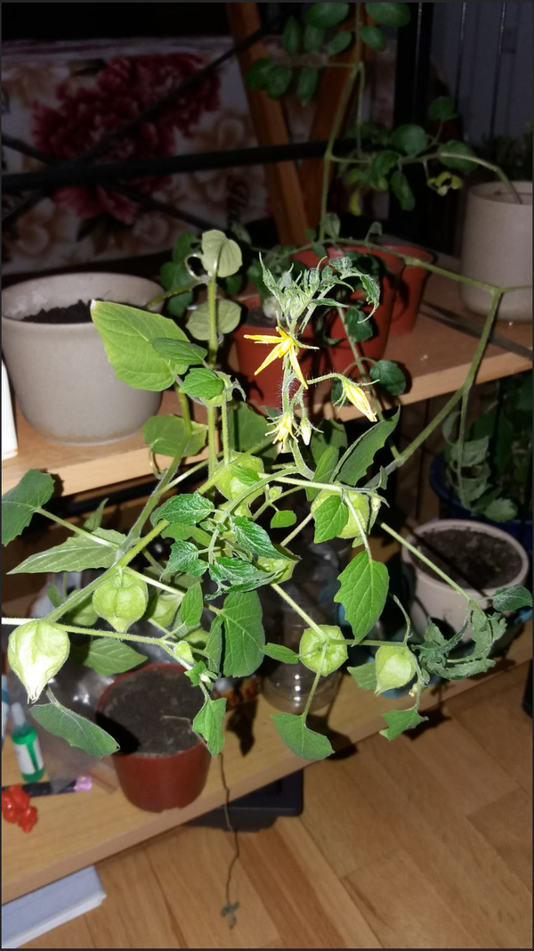 有哪些水果在吃完以后可以把核种到土里长出植株来的?