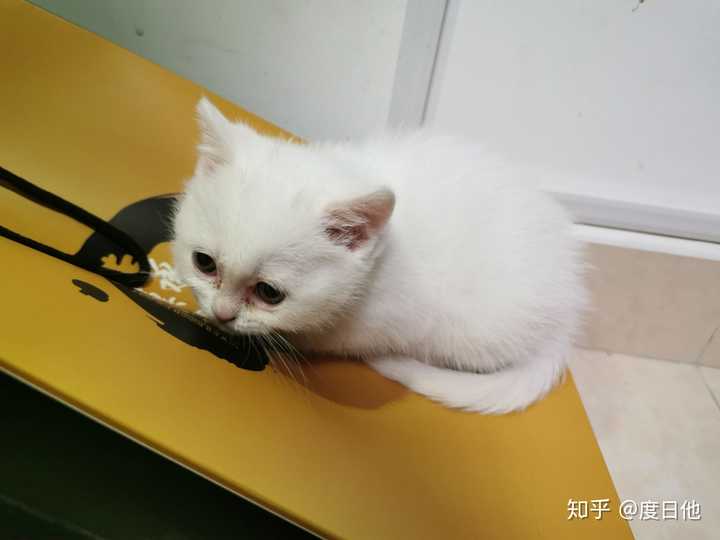 猫咪社区网址是多少啊?