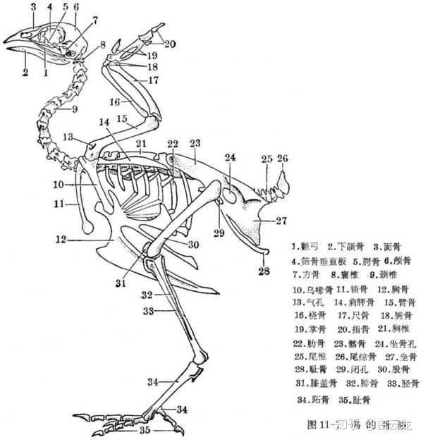 尾巴,是指尾骨及其周围组织,位于肛门的后部,比如猪尾巴,牛尾巴,都是