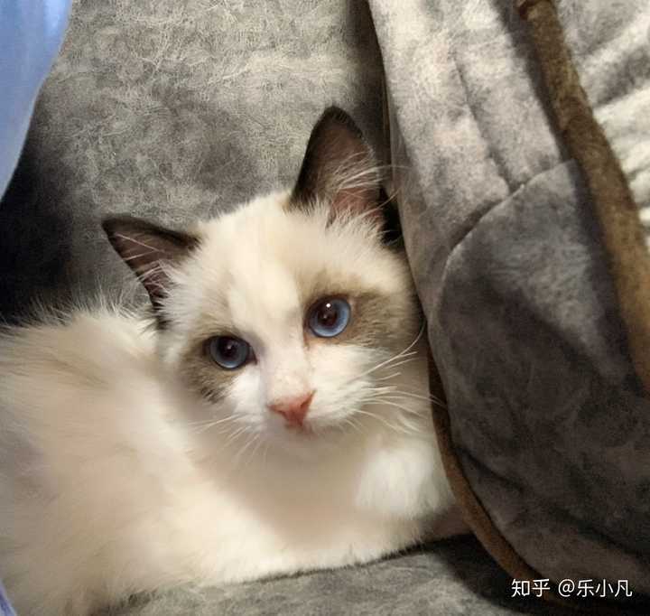 养了只布偶,现在5个多月,为什么眼睛比小时候要小了?