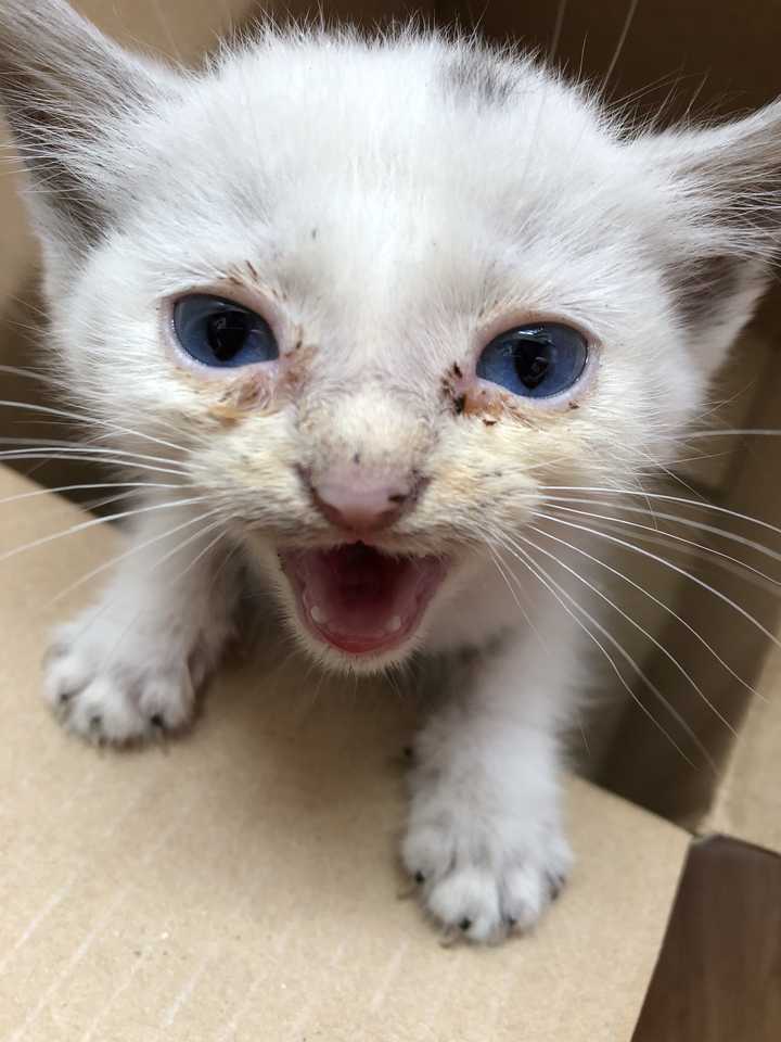 蓝色眼睛的猫有哪些品种?