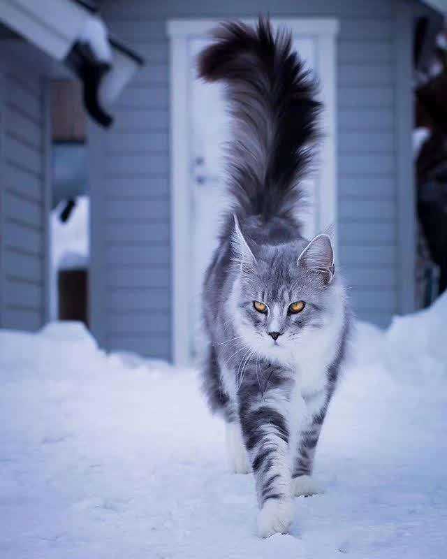 为什么狸花猫看起来很精明霸气?而别的猫要不就是萌萌