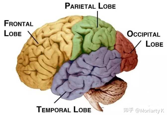 大脑皮层分为四叶,分工明确
