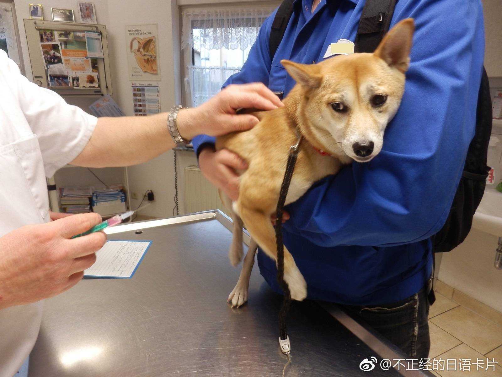 世纪不曾有狂犬病出现,日本人防治狂犬病的方法都是给猫狗打狂犬疫苗