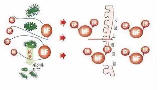 (图为乳铁蛋白运作机制,来自网络)