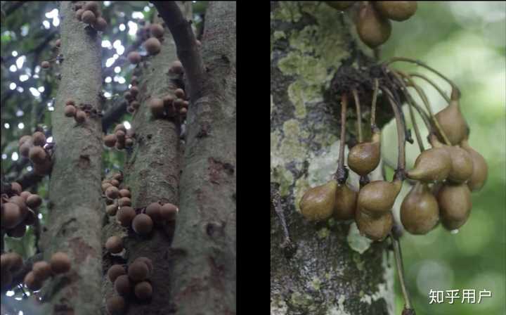香波果 传说,吃了这种香波果,放屁都是紫罗兰香味