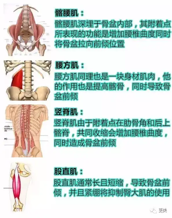 较弱的肌肉力量—腹肌群,臀大肌,腘(guo)绳肌 轻度骨盆前倾等问题