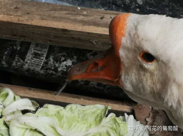 鹅嘴上还挂了一点咬下来的毛