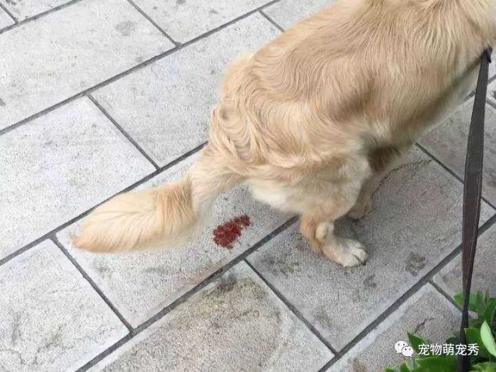 狗狗拉稀腹泻便血咋办?
