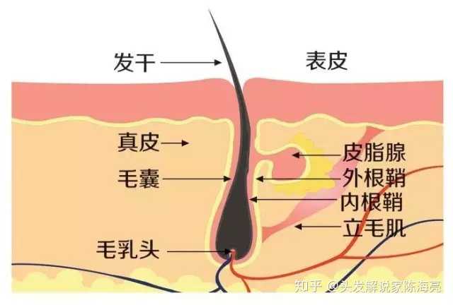 所以,头皮只要出油,肯定会经由毛囊流出,不存在堵塞,也不会对头发生长