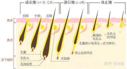从小头发稀少,观察过别人的头皮毛囊是三四根头发,我的毛囊就一两根
