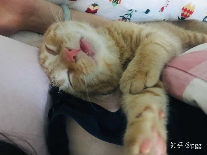 我想看看你们的猫咪可以吗?