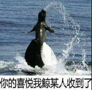 虎鲸的外表跟熊猫一样黑白配,看起来萌萌哒,仿佛人畜无害只会卖萌的