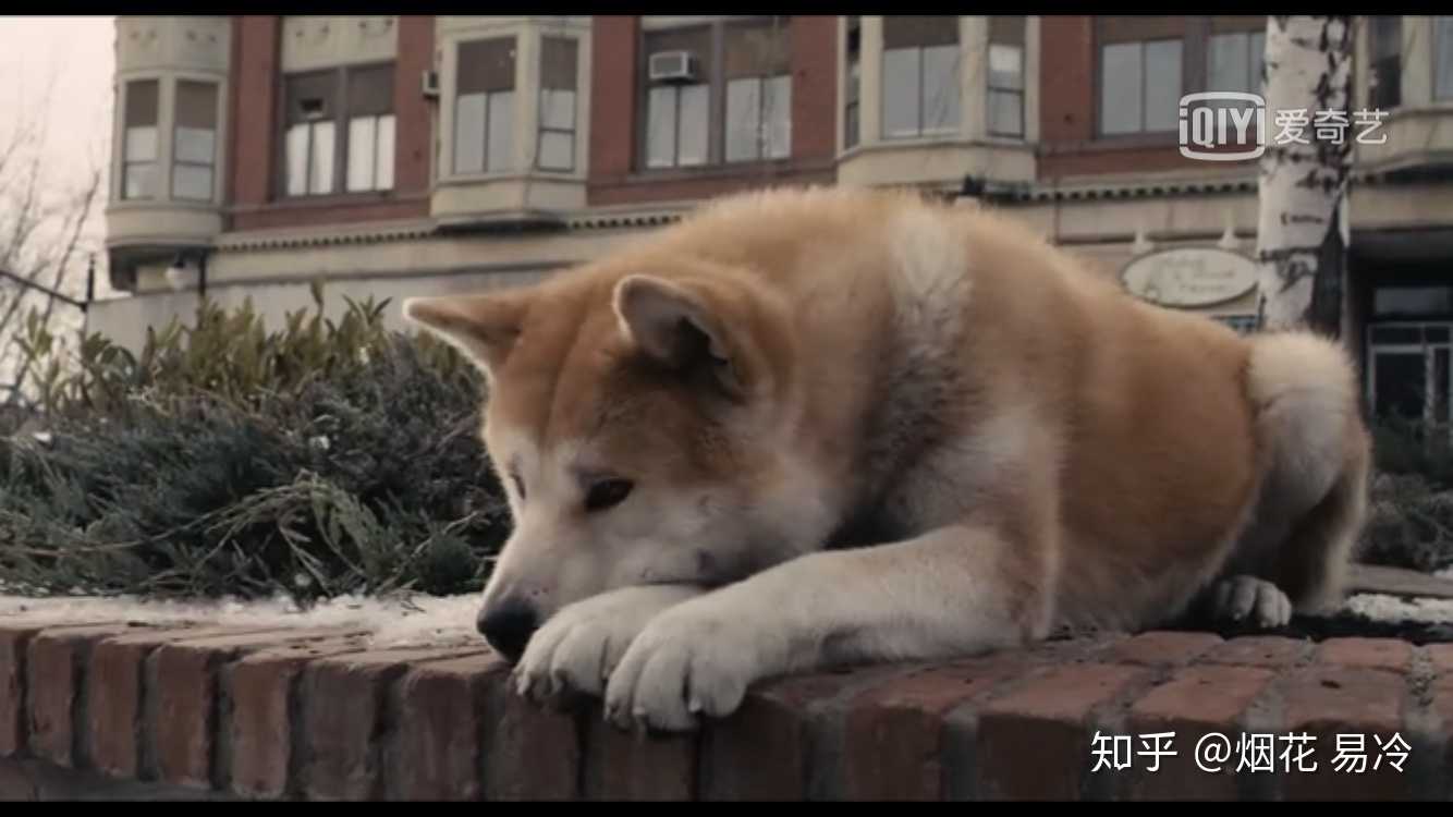 又看了一遍忠犬八公,有的时候真的感觉狗比人好太多太多了