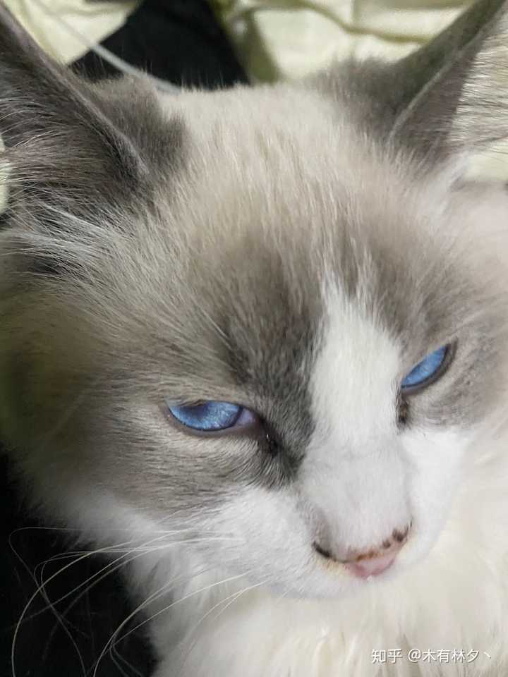 崽崽的蔑视