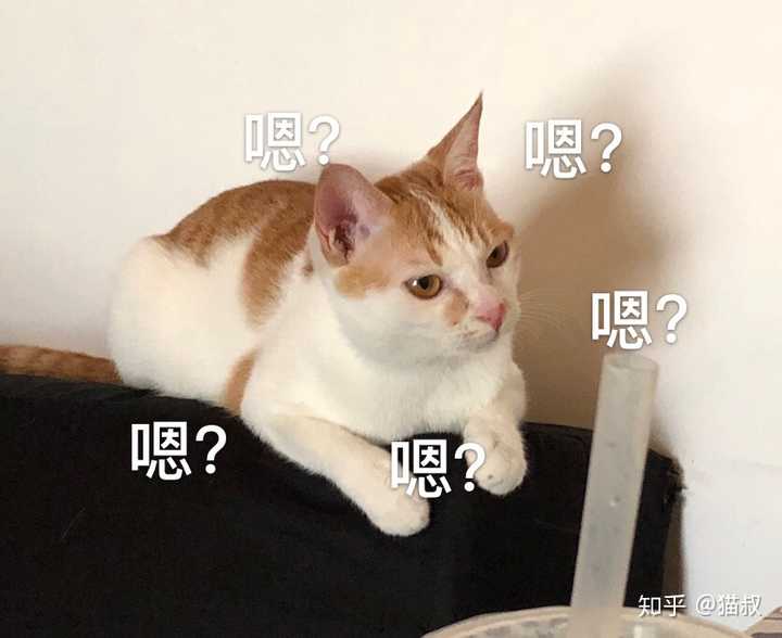 养土猫会遭人嫌弃吗?