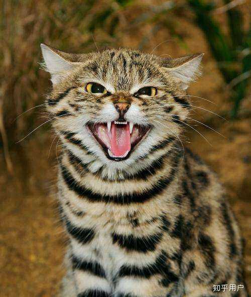 就像黑足猫