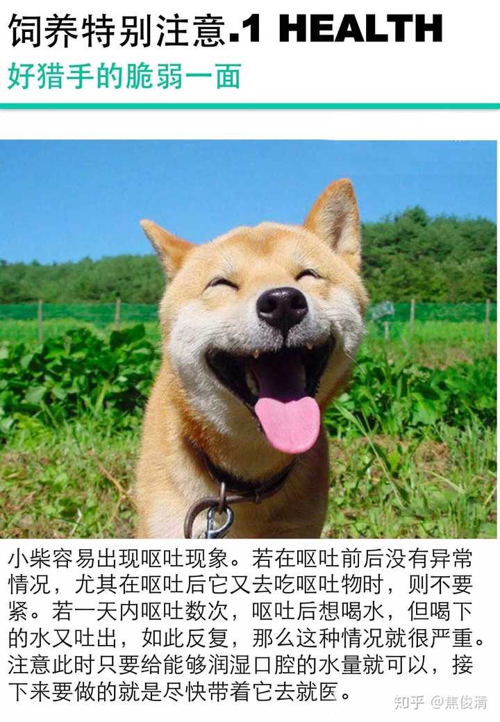 拉布拉多和柴犬该如何选择呢?