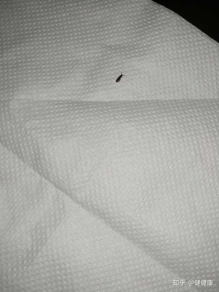 床上总有一种小虫子,芝麻大小的样子,晒被子,晒褥子,洗了多少遍了