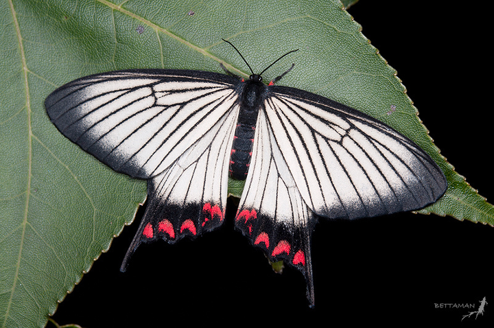 epicopeia hainesii 很难相信,模仿凤蝶华美而生的凤蛾,其花纹的精巧