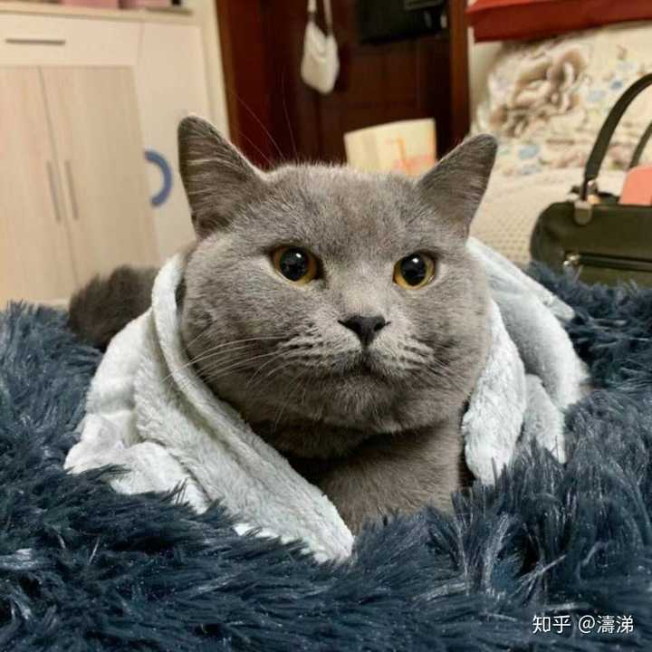 蓝猫的颜值可以有多高?