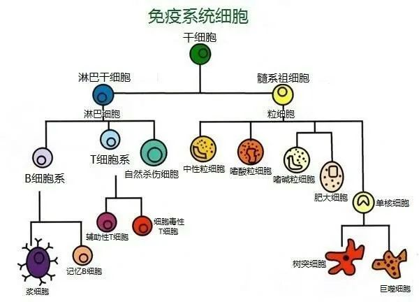 如果把人体比作一个国家,免疫系统就是维护这个国家安全的军队,可以