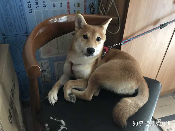 快四个月的柴犬脸很尖正常吗