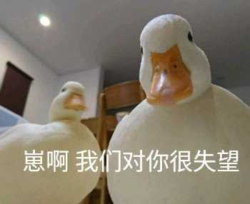 你们有没有鹅子,鸭子的表情包?