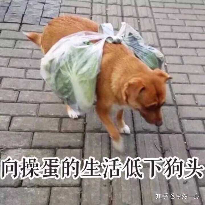 (lz就不信了,怎么能向这cd的生活低头呢!)