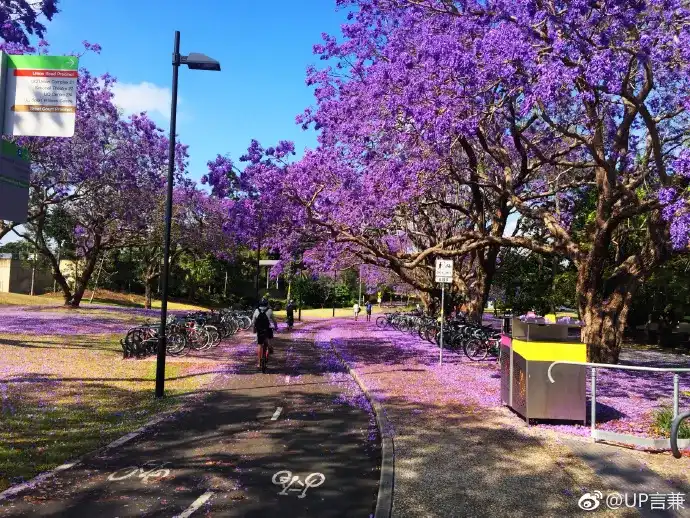 蓝花楹开的时候,澳洲的校园也变身"紫霞仙子" 昆士兰大学 悉尼大学